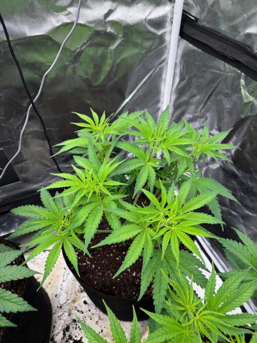 Lilac cake. Week 5