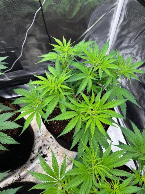 Lilac cake. Week 5