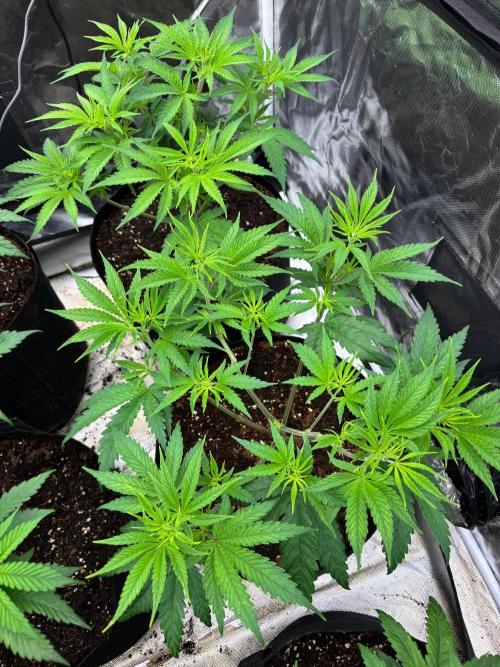 Lilac cake. Week 5