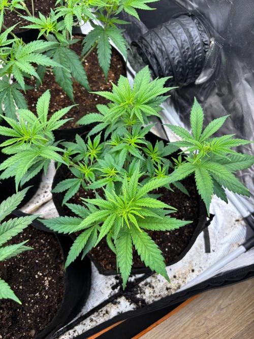 Lilac cake. Week 5