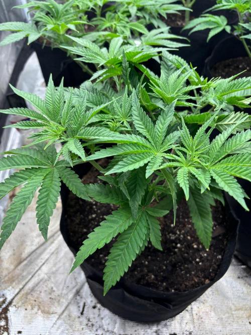 Blueberry cupcakes. Week 5