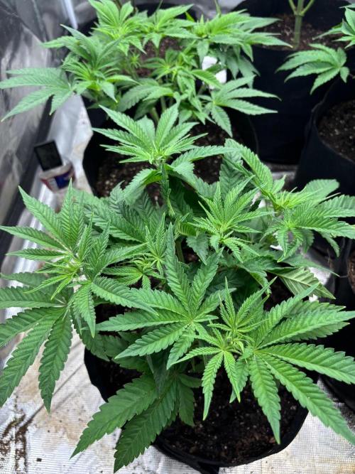 Blueberry cupcakes. Week 5