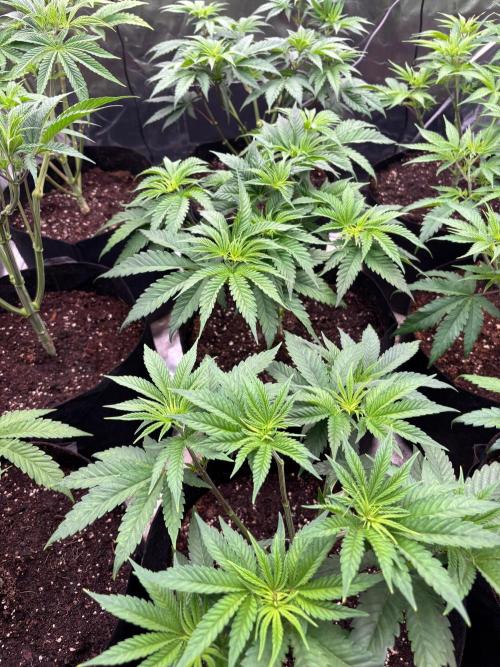 Cherry Poppers. Week 6