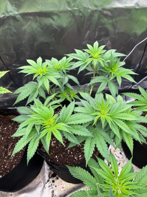 Cherry Poppers. Week 6