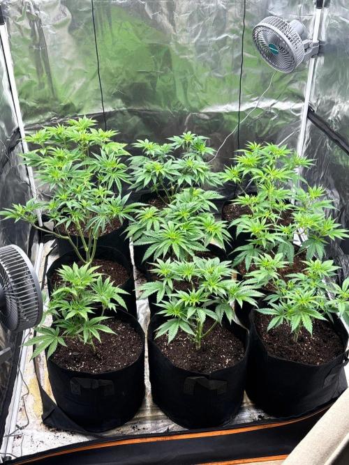 Cherry Poppers. Week 6