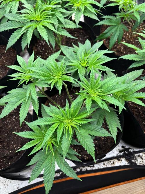 Cherry Poppers. Week 6