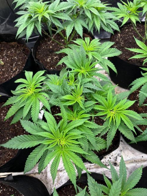 Cherry Poppers. Week 6