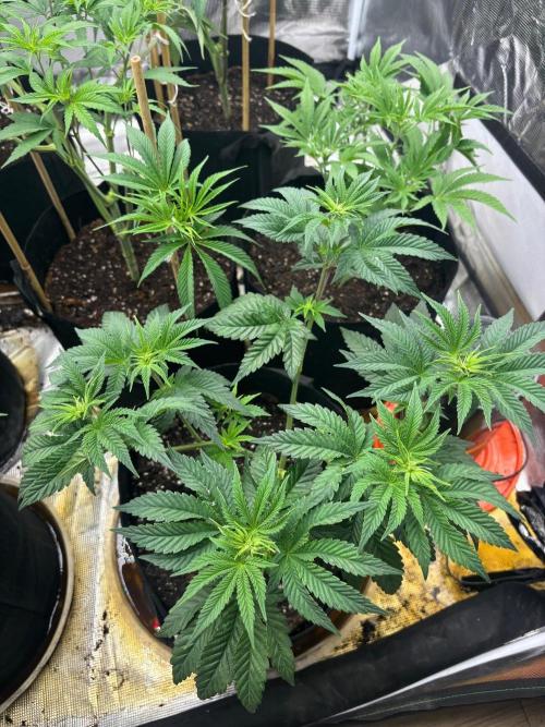 Runsetz. Week 5