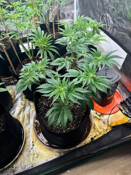 Runsetz. Week 5