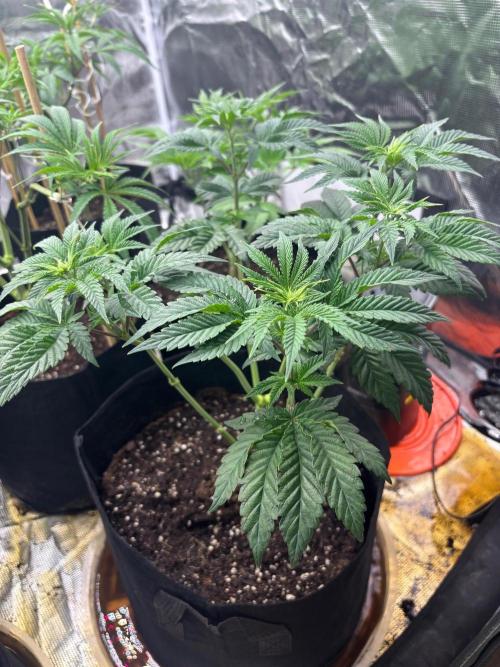 Runsetz. Week 5