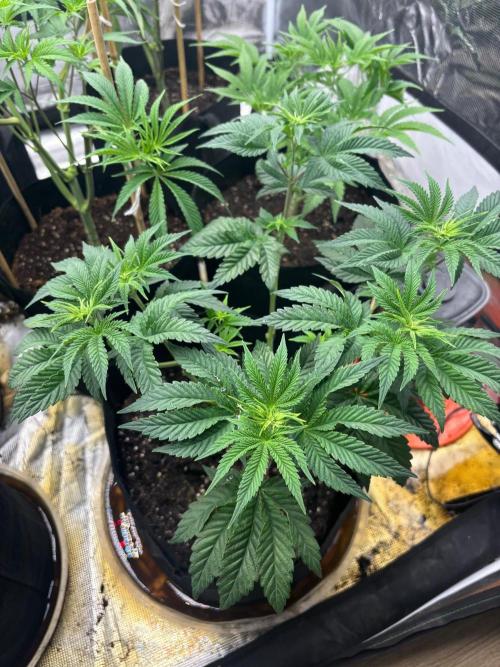 Runsetz. Week 5