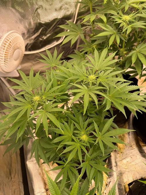 King kush breathe v2. Week 8