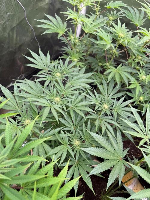 King kush breathe v2. Week 8