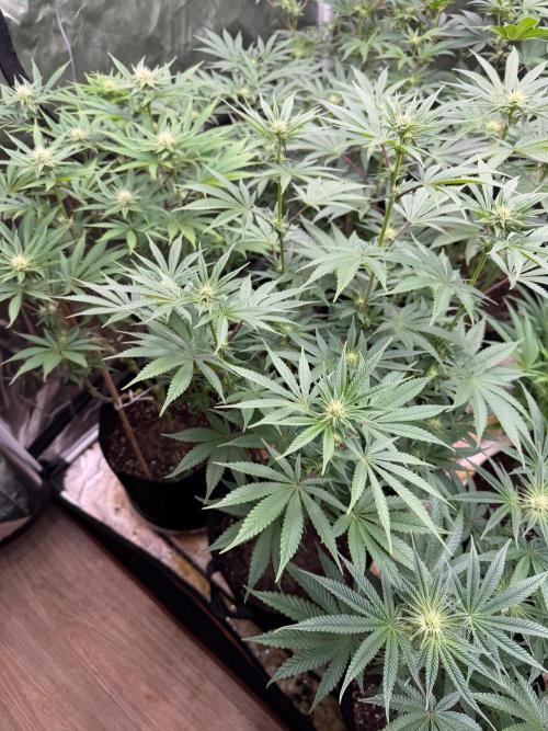King kush breathe v2. Week 8