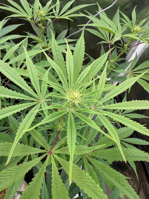 King kush breathe v2. Week 8