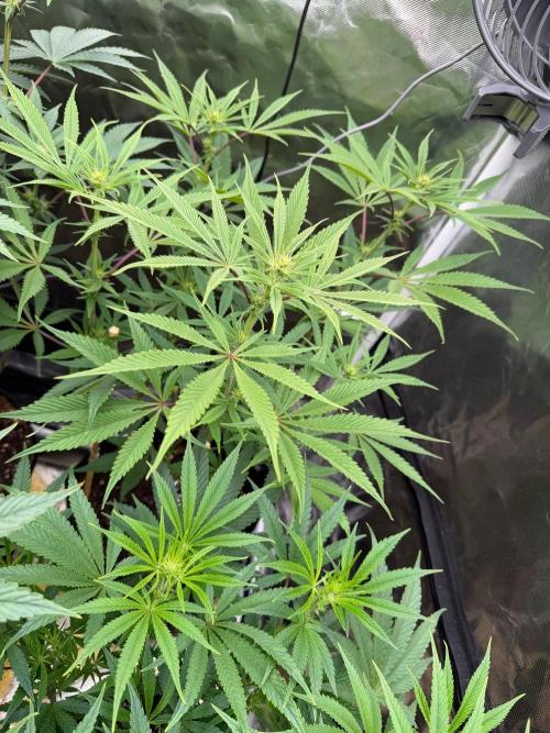 King kush breathe v2. Week 8