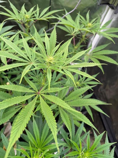 King kush breathe v2. Week 8