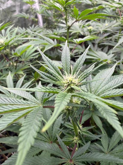 King kush breathe v2. Week 8