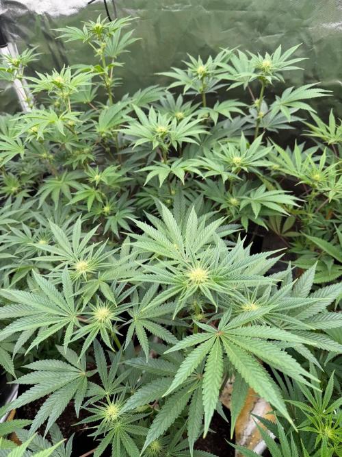 Cherry Poppers. Week 9