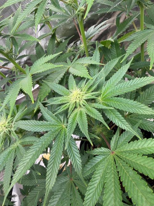 Cherry Poppers. Week 9