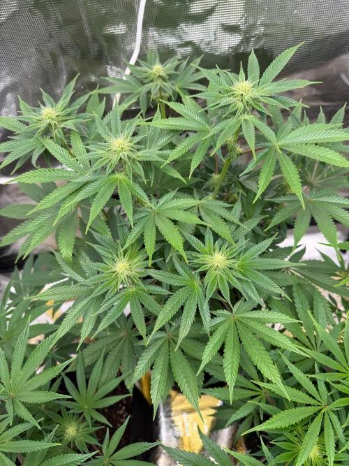 Cherry Poppers. Week 9