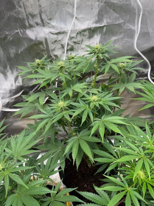 Cherry Poppers. Week 9