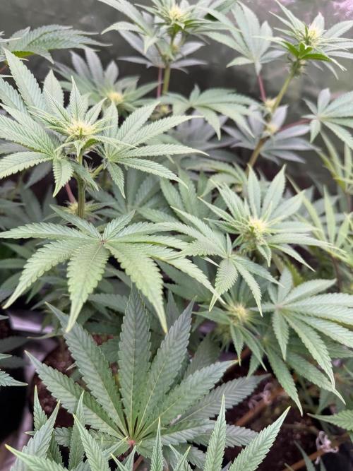 Cherry Poppers. Week 9