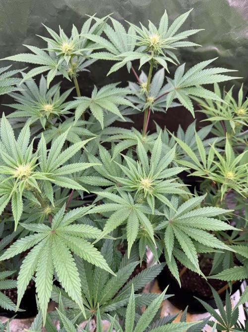 Cherry Poppers. Week 9