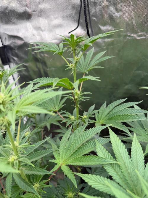 Runsetz. Week 8