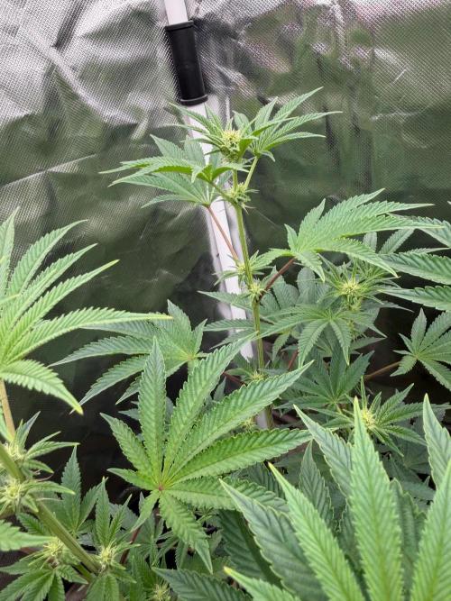 Runsetz. Week 8