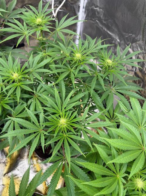 Lilac cake. Week 8