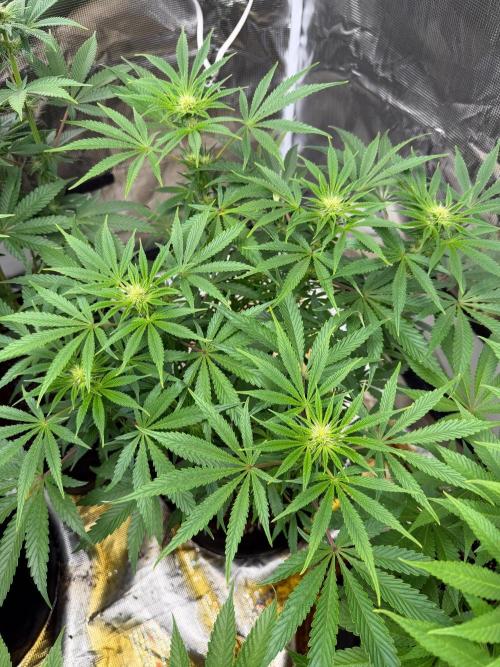 Lilac cake. Week 8