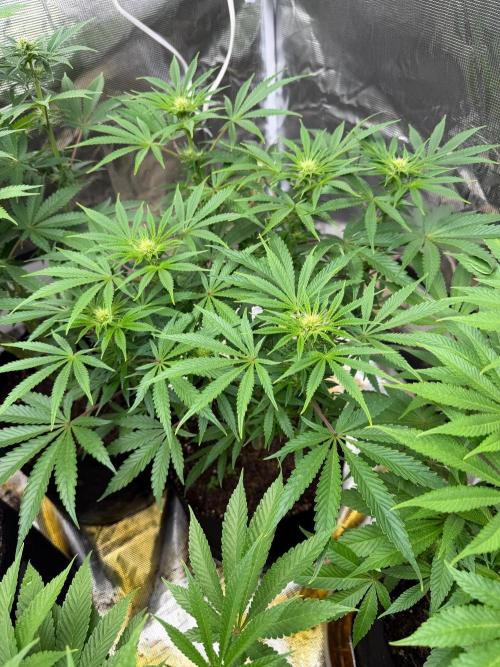 Lilac cake. Week 8