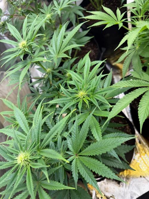 Lilac cake. Week 8
