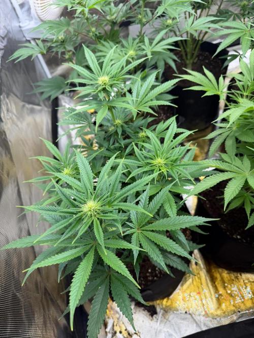 Lilac cake. Week 8