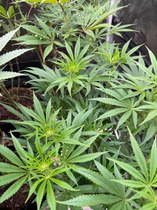 Lilac cake. Week 8