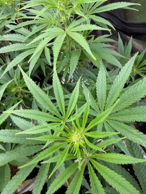 Lilac cake. Week 8