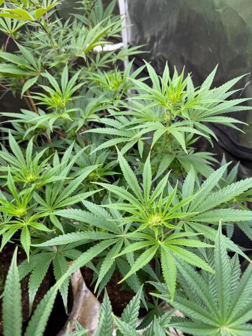 Lilac cake. Week 8
