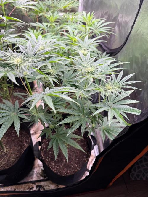Blueberry cupcakes. Week 8