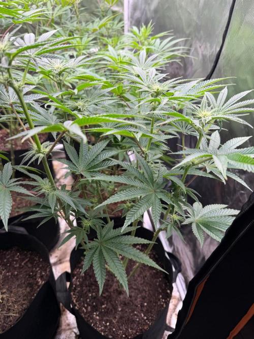 Blueberry cupcakes. Week 8