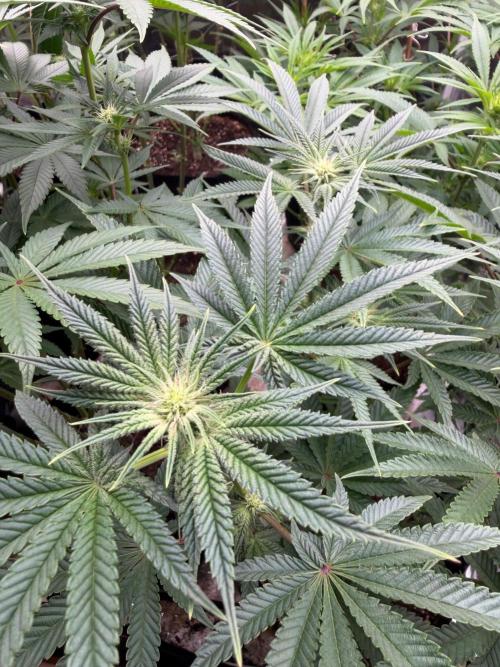Blueberry cupcakes. Week 8