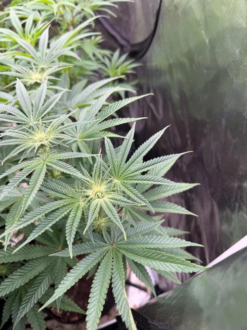 Blueberry cupcakes. Week 8