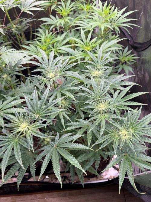 Blueberry cupcakes. Week 8