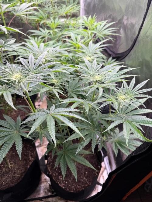 Blueberry Cupcake. Week 8
