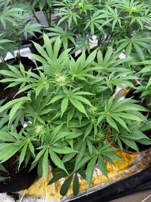 Strawberry Diesel. Week 8