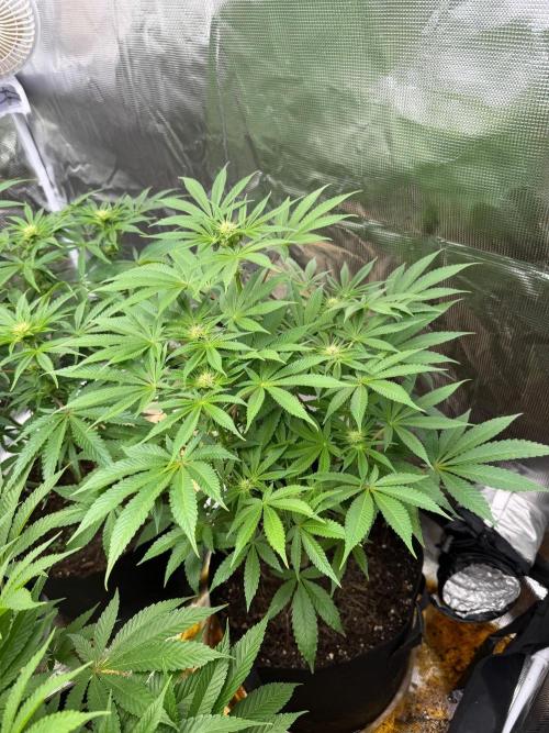 Strawberry Diesel. Week 8