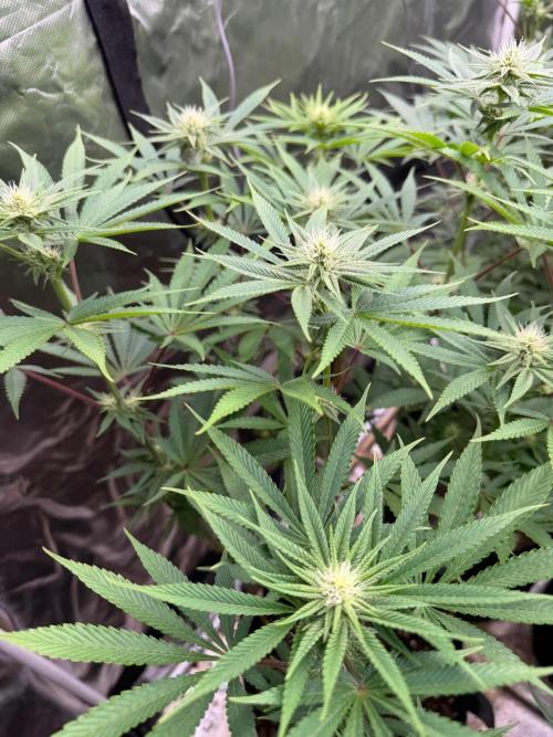 Strawberry Diesel. Week 8