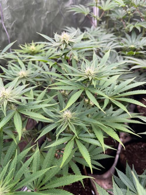 Strawberry Diesel. Week 8
