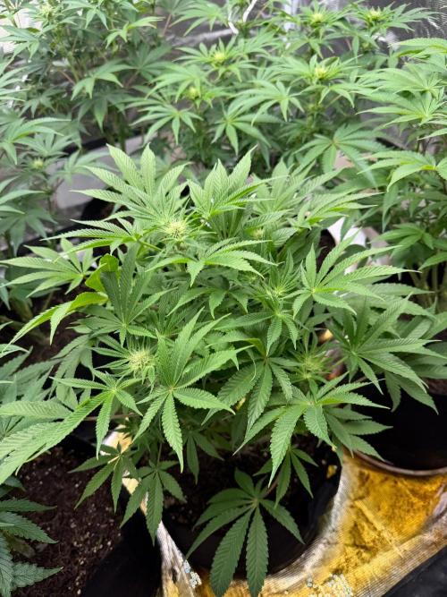 Strawberry Diesel. Week 8