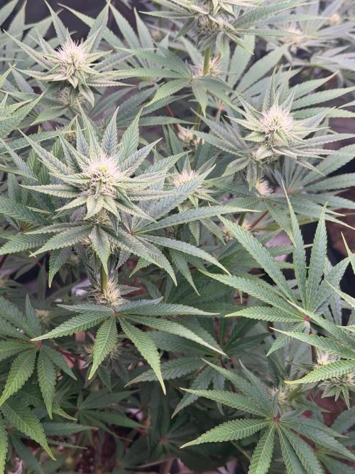 Strawberry Diesel. Week 9